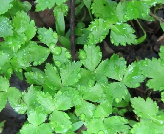 sunlovingantheredibledualpurposecrypotoaeniajaponicaheirloomnongmohighgerminationorganicgarden flower seeds