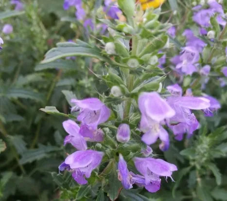 sunlovingantheredibledualpurposedragonheadheirloomnongmohighgerminationorganicgarden flower seeds