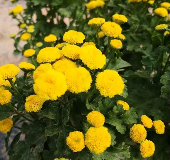 sunlovingantheredibledualpurposebuttonchamomileheirloomnongmohighgerminationorganicgarden flower seeds