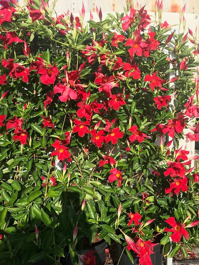 Red Dipladenia Flower Seeds – Heirloom Non-GMO High Germination Seeds for Planting