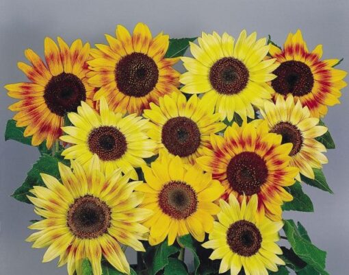 sunflower music flower seeds