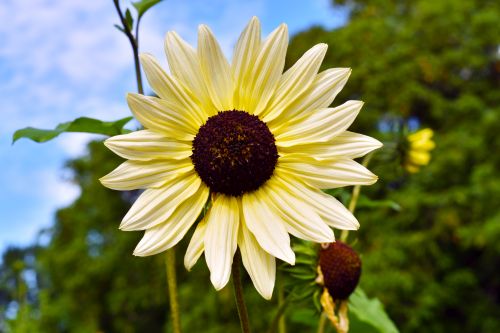 sunflowervanillaiceimportedheirloomnongmohighgerminationorganicgarden flower seeds
