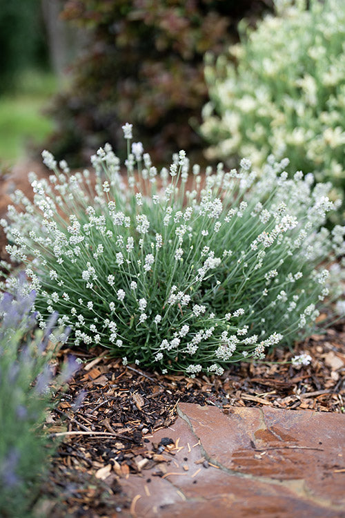 Semillas de Lavanda Blanca – Herencia, No-OMG, Semillas de Alta Germinación