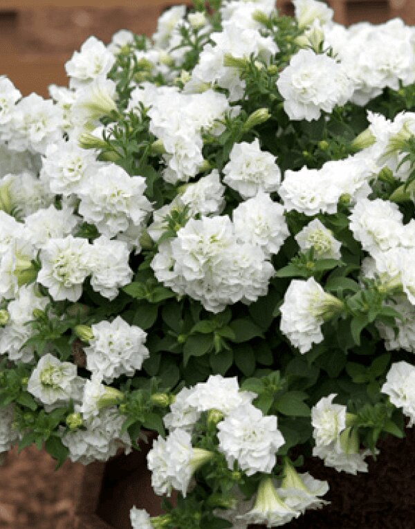 Double White Petunia Flower Seeds – Heirloom, Non-GMO, High Germination Seeds