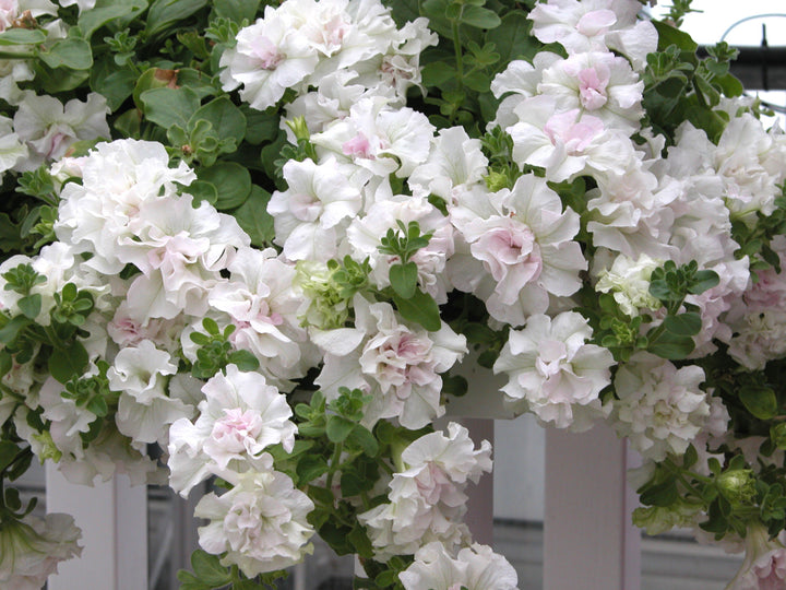 Double White Petunia Flower Seeds – Heirloom, Non-GMO, High Germination Seeds