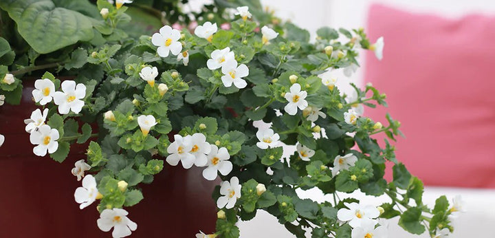 White Bacopa Flower Seeds for Planting – Heirloom Non-GMO High Germination Organic Seeds