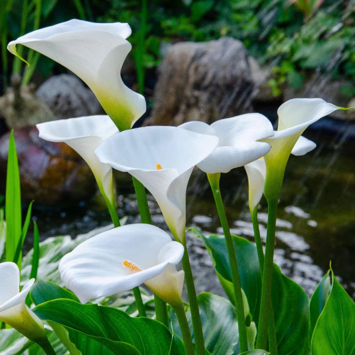 White Calla Lily Flower Seeds – Heirloom, Non-GMO, High Germination, Organic Garden Seeds