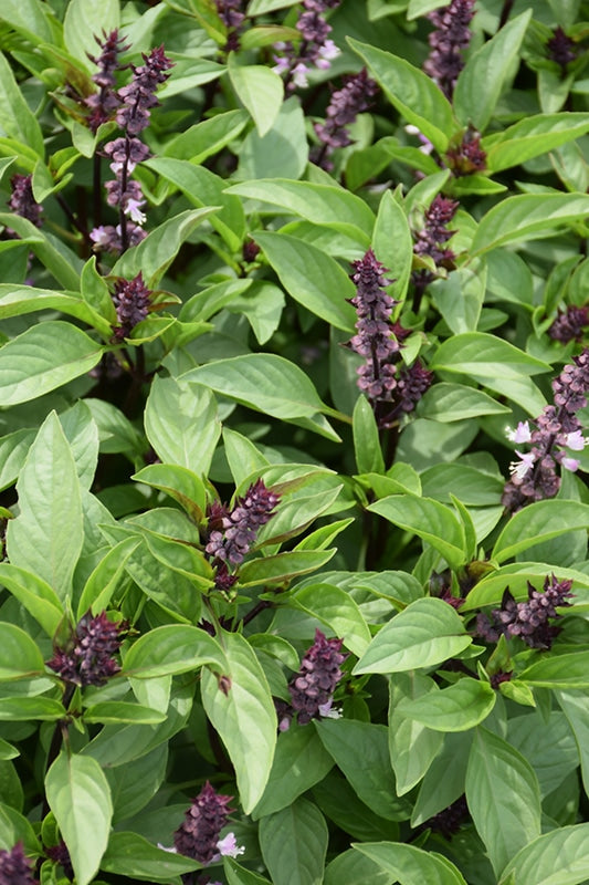 Sweet Basil Herb Seeds for Planting – Heirloom &amp; Non-GMO Essential for Culinary &amp; Medicinal Gardens Seeds