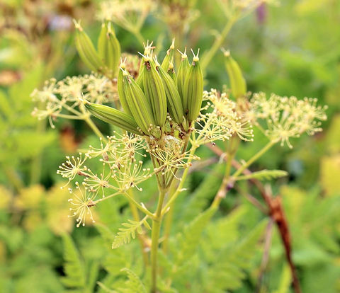 Yellow Cicely Flower Seeds – Heirloom, Non-GMO, High Germination Seeds