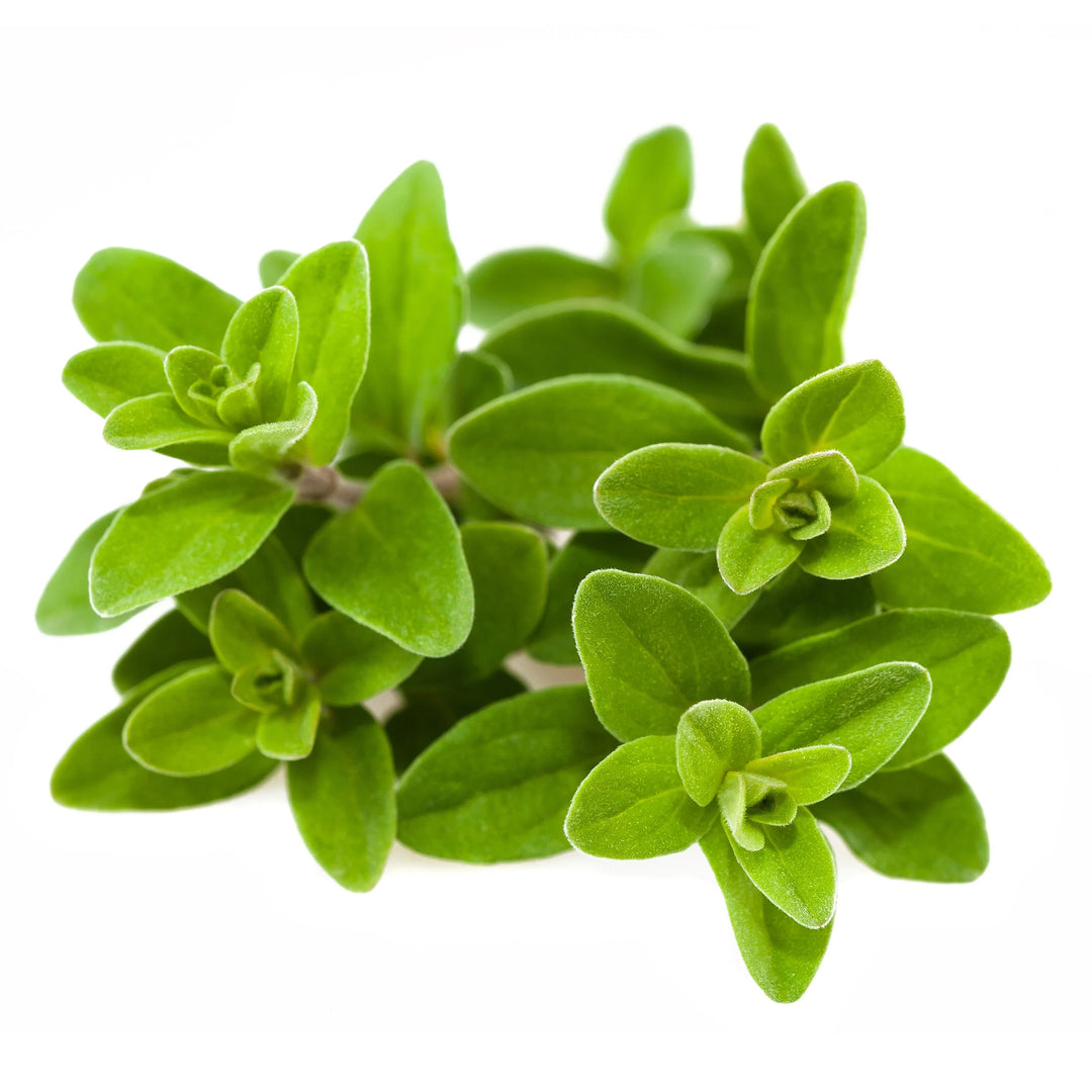 sweet majoran flower seeds