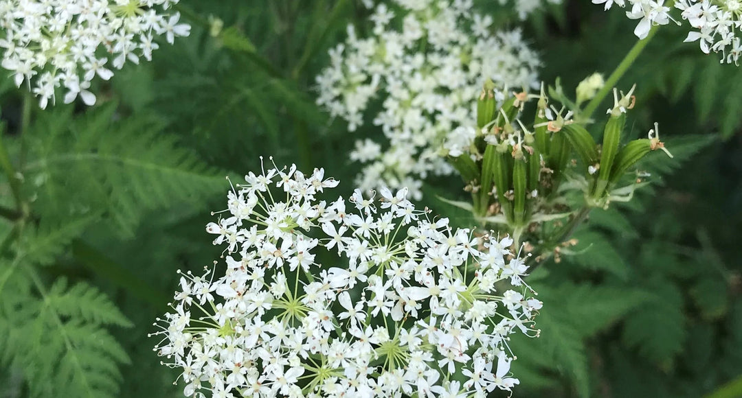 White Cicely Flower Seeds – Heirloom, Non-GMO, High Germination Seeds