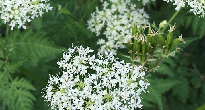 White Cicely Flower Seeds – Heirloom, Non-GMO, High Germination Seeds
