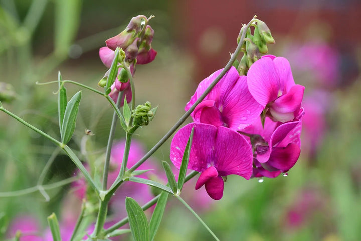 Lathyrus Flower Seeds Pink – Heirloom, Non-GMO, High Germination Seeds
