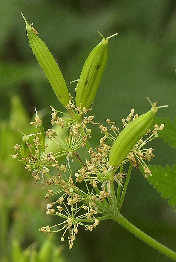 Yellow Cicely Flower Seeds – Heirloom, Non-GMO, High Germination Seeds