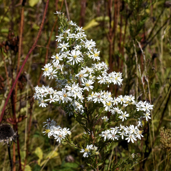 Semillas de flores de Aster Ericoides blancas para plantar – Semillas cimera no transgénicas de alta germinación