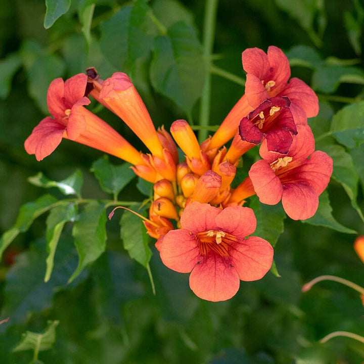 Orange Tecomaria Capensis Flower Seeds – Heirloom, Non-GMO, High Germination Seeds