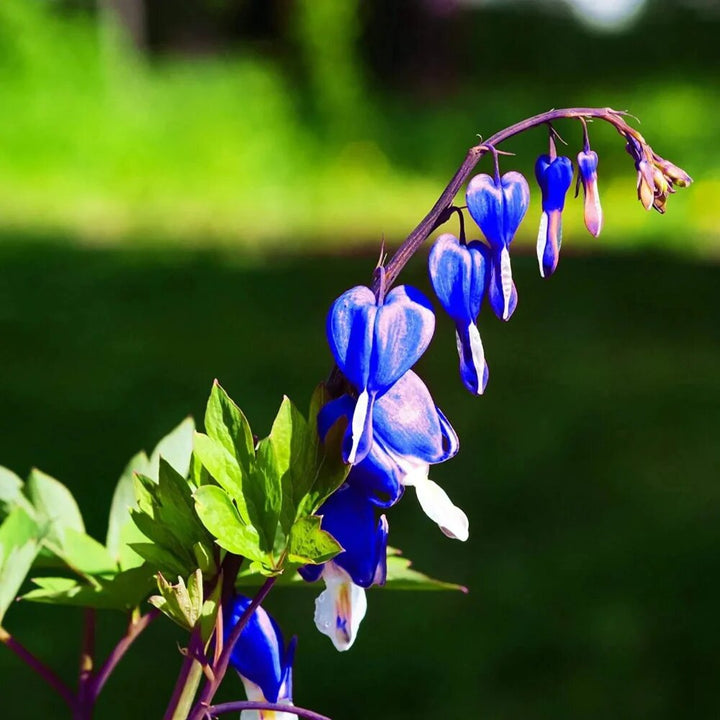 Blue Lamprocapnos Flower Seeds – Heirloom, Non-GMO, High Germination Seeds