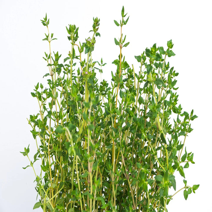 Thyme Herb Seeds for Planting – Heirloom Non-GMO, High Germination Organic Garden Seeds