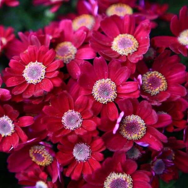 Cineraria Flower Seeds Red – Heirloom, Non-GMO, High Germination Organic Garden Seeds