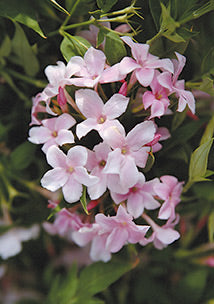 Pink Jasmine Flower Seeds – Heirloom, Non-GMO, High Germination Seeds