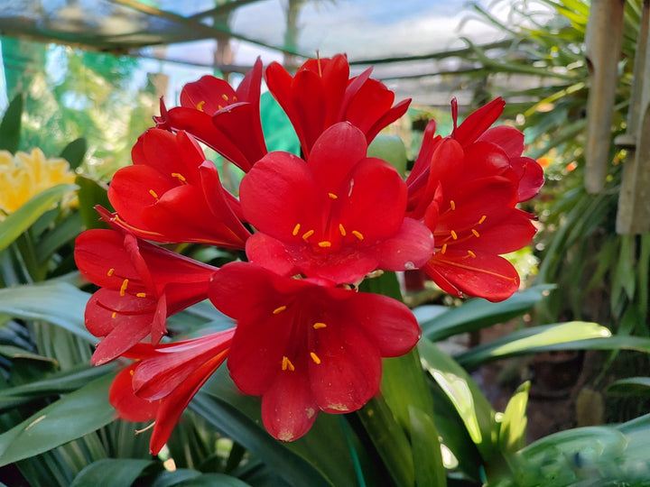 Riesen-Clivia-Blumensamen Rot – Alte Sorte, gentechnikfrei, hohe Keimrate