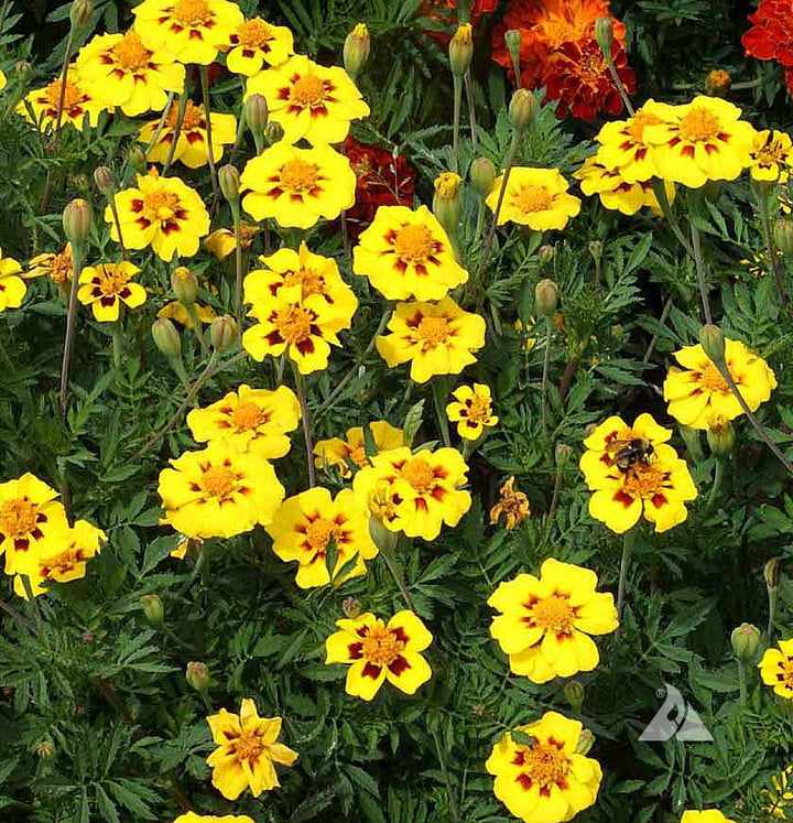 Yellow Red Dainty Marietta Marigold Seeds – Heirloom, Non-GMO, High Germination Seeds