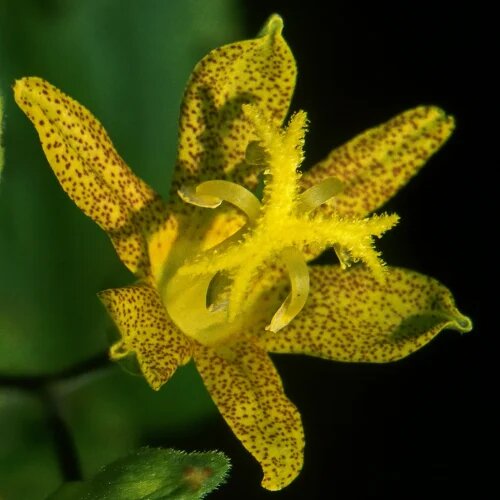 Green Brown Tricyrtis Flower Seeds – Heirloom, Non-GMO, High Germination Seeds