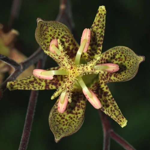 Green Brown Tricyrtis Flower Seeds – Heirloom, Non-GMO, High Germination Seeds