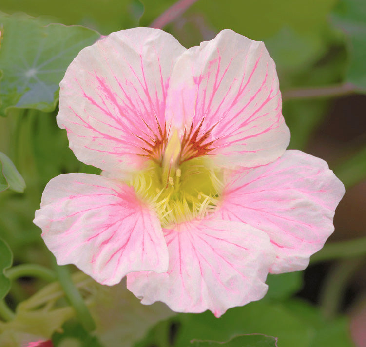 Pale Pink Nasturtium Flower Seeds – Heirloom, Non-GMO, High Germination Seeds