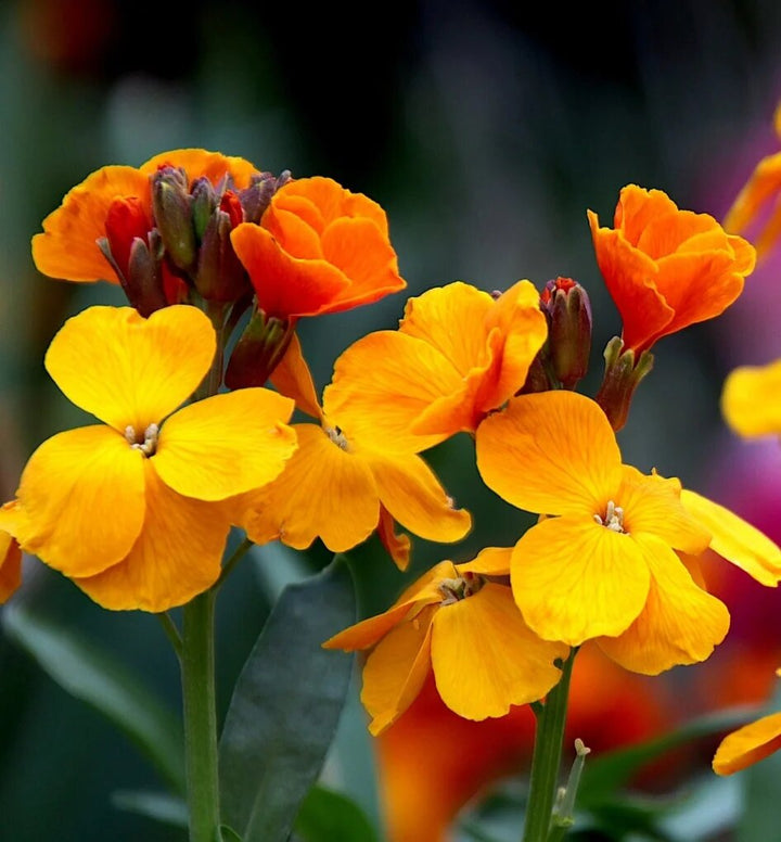 Cheiranthus Flower Seeds Orange – Heirloom, Non-GMO, High Germination Seeds