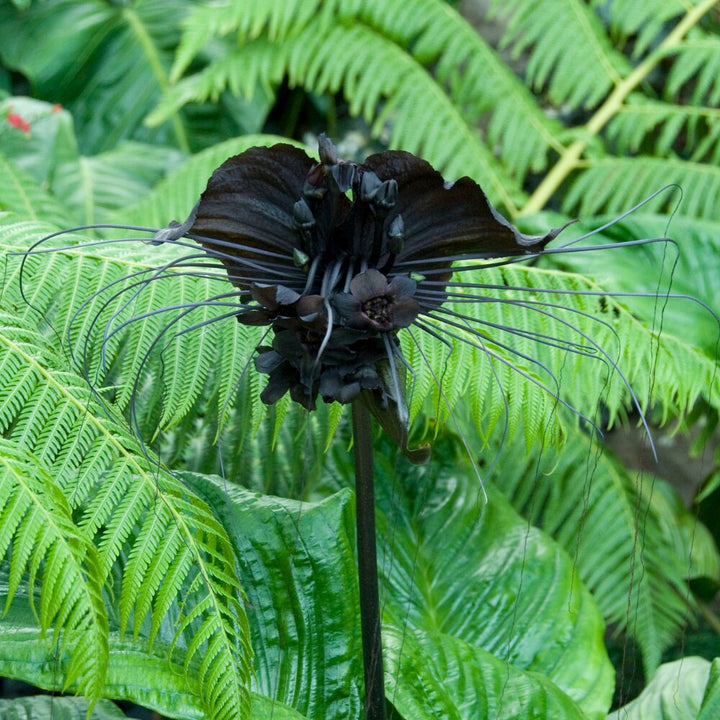 Black Tacca Chantrieri Flower Seeds for Planting – Heirloom Non-GMO Organic Seeds