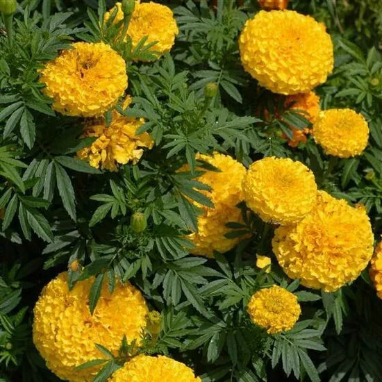 tallmarigoldbestmarigoldyellowflowersuitableforplantingheirloomnongmohighgerminationorganicgarden flower seeds