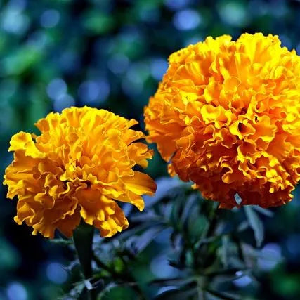 tallmarigoldfastgrowingmarigoldflowerforsowingheirloomnongmohighgerminationorganicgarden flower seeds
