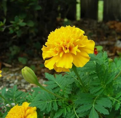 tallmarigoldflowerstrongbranchinghighqualityvarietymarigoldflowerheirloomnongmohighgerminationorganicgarden flower seeds
