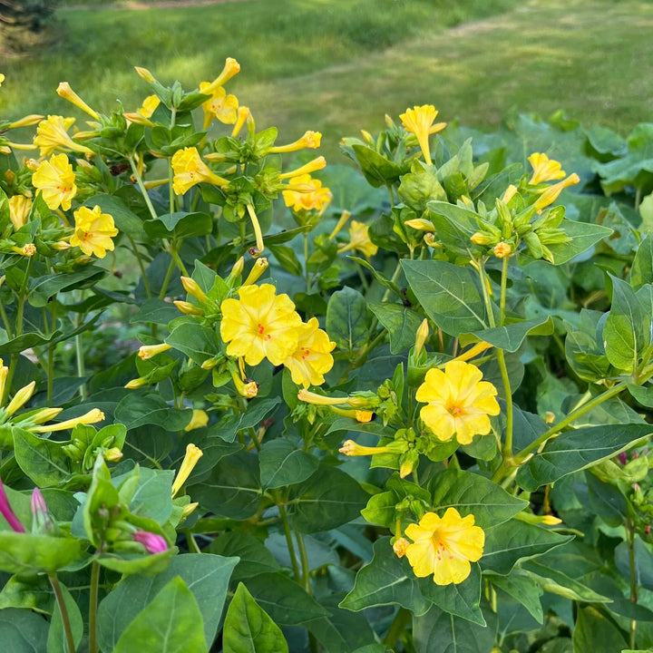 Semillas de Flores de Lunaria Amarilla – Semillas Heirloom No Modificadas Genéticamente de Alta Germinación