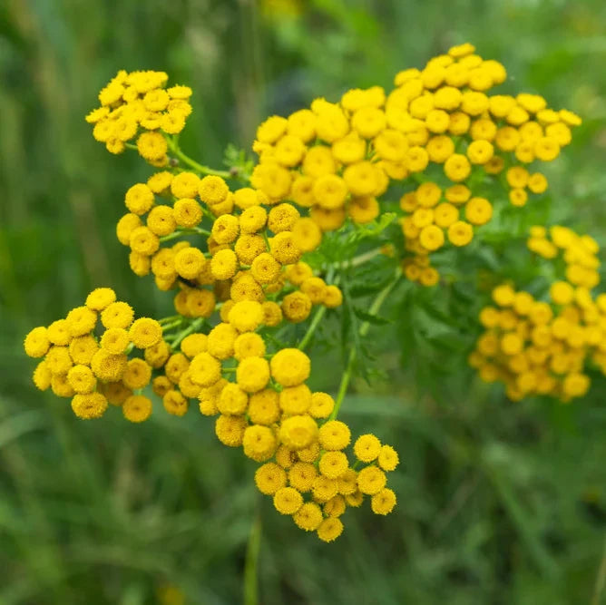golden tansy flower seeds