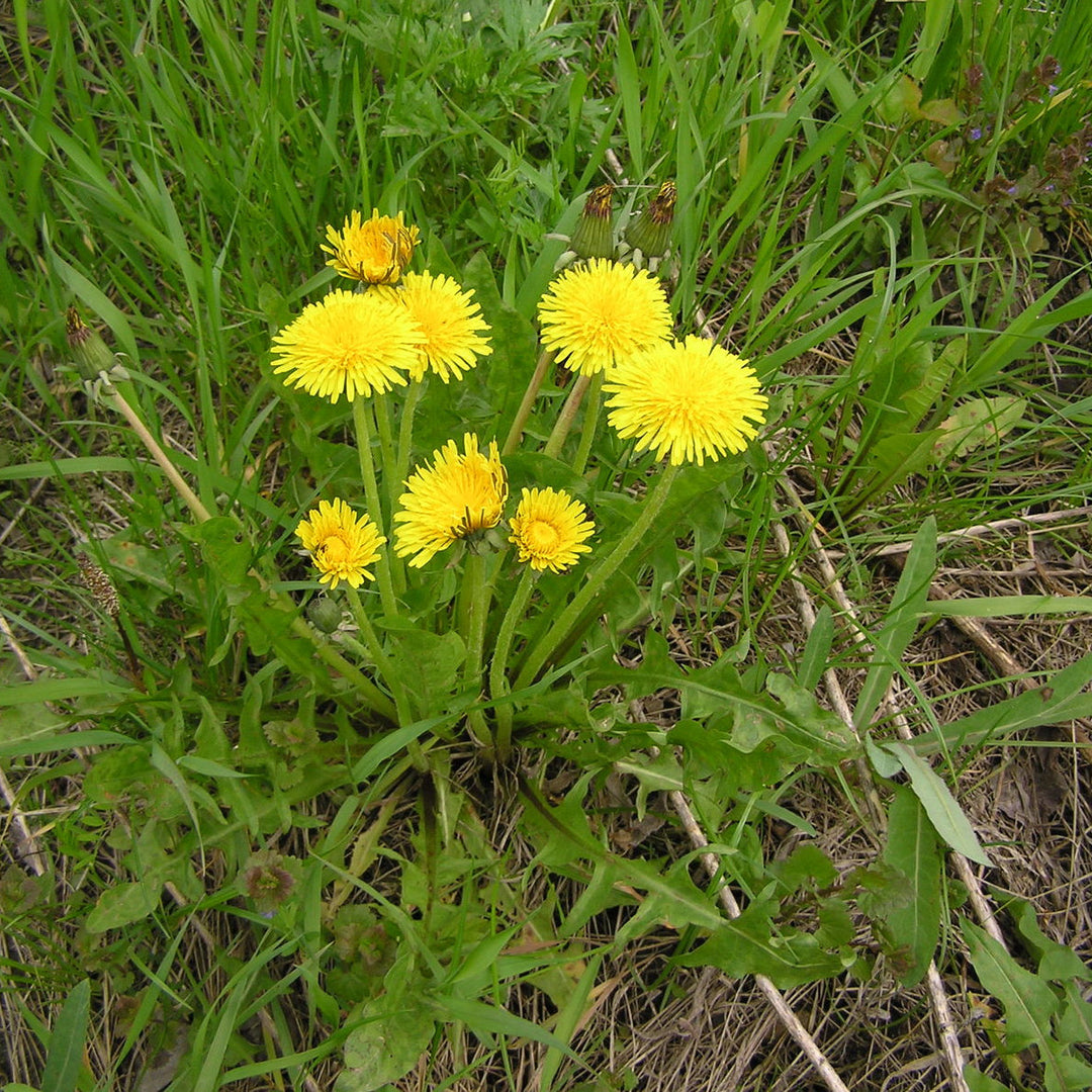 Dandelion Taraxacum herb seeds