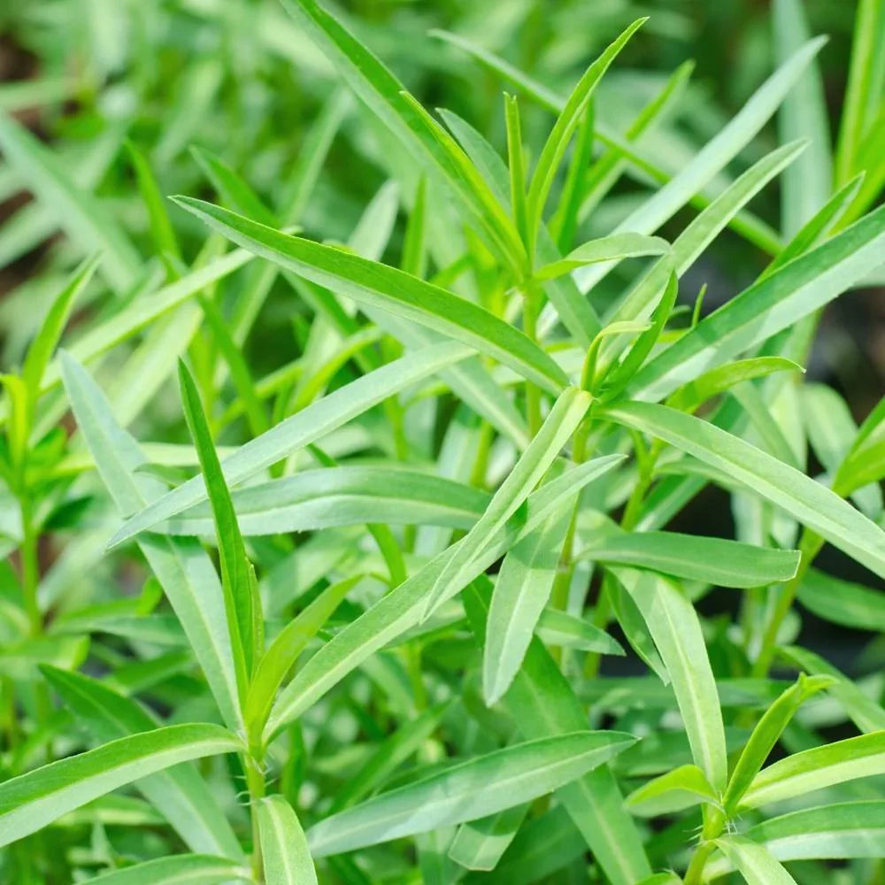 Tarragon Artemisia herb seeds