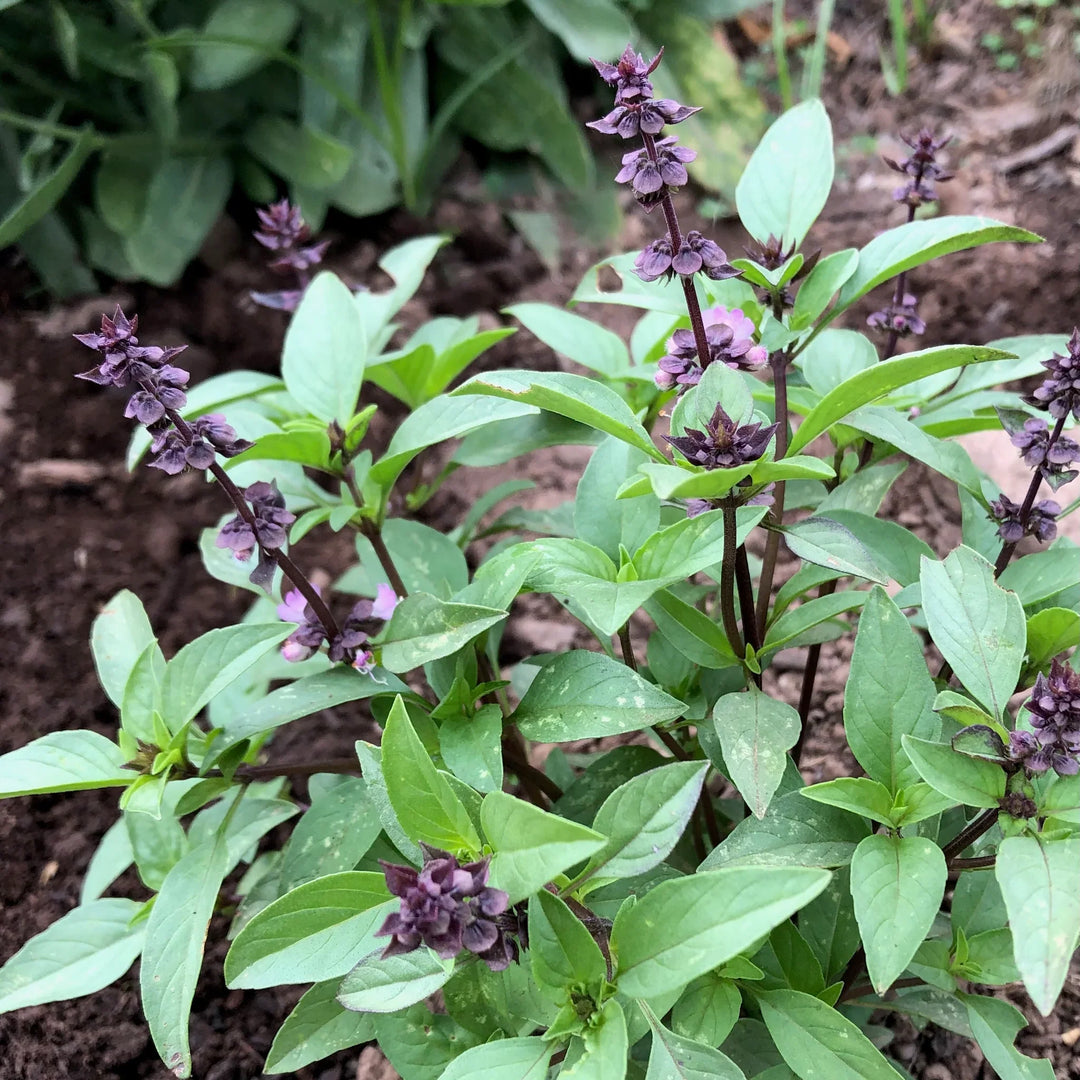 Thai Basil herb seeds