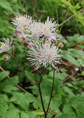 White Thalictrum Flower Seeds Heirloom Non-GMO High Germination Organic Garden Seeds for Planting