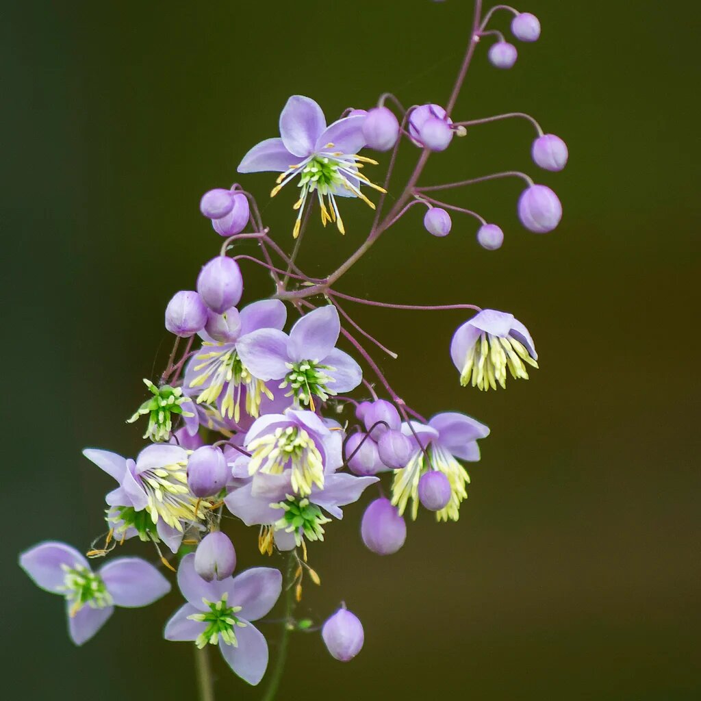 Lavender Thalictrum Flower Seeds – Heirloom, Non-GMO, High Germination Seeds