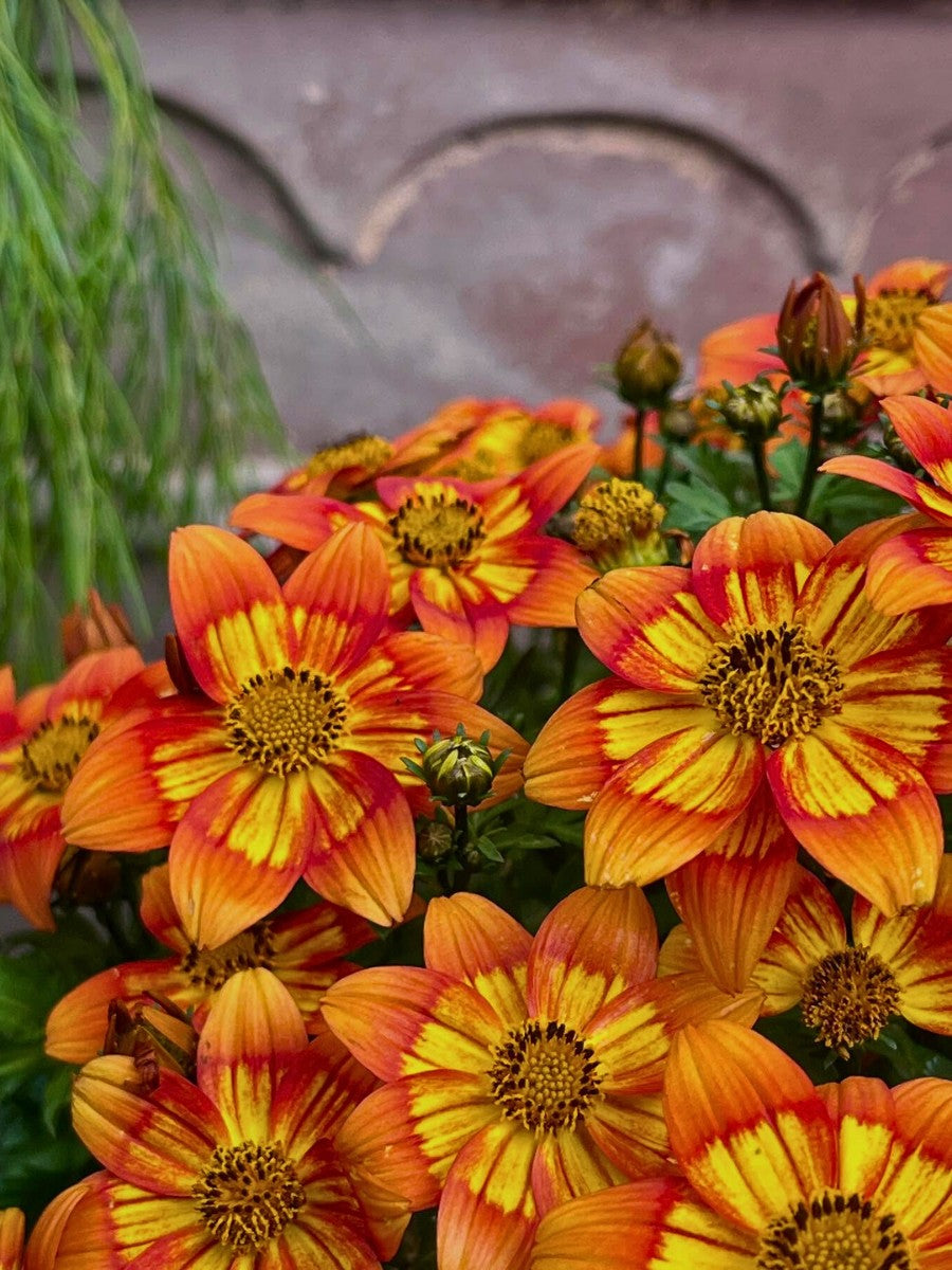 Orange Bidens Flower Seeds – Heirloom, Non-GMO, High Germination Seeds