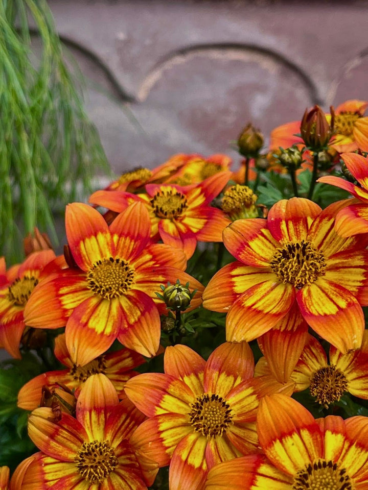 Orange Bidens Flower Seeds – Heirloom, Non-GMO, High Germination Seeds