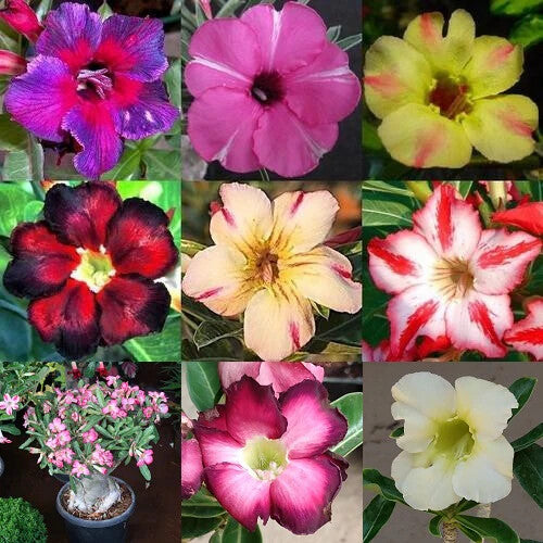 Adenium Flower Seeds Mixed for Planting – Heirloom Non-GMO High Germination Organic Garden Seeds