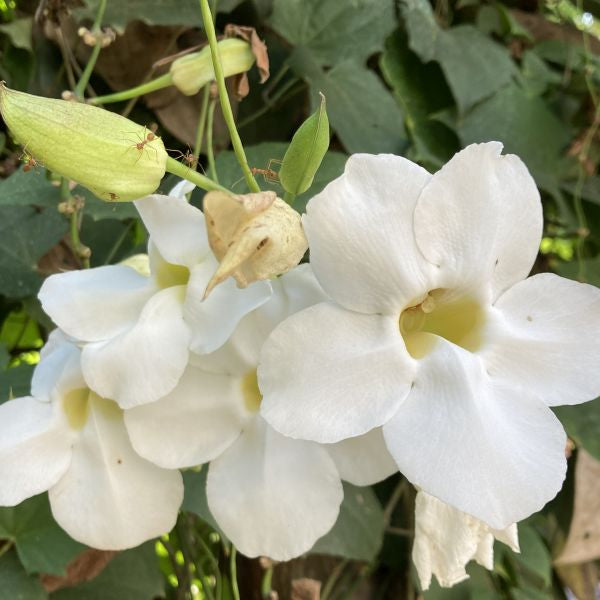 White Thunbergia Flower Seeds – Heirloom Non-GMO Organic Garden Seeds