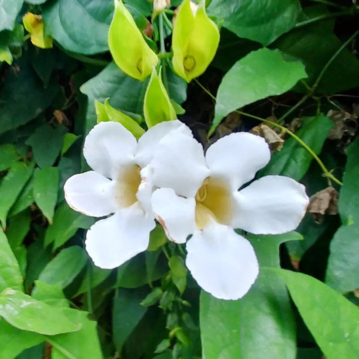 White Thunbergia Flower Seeds – Heirloom Non-GMO Organic Garden Seeds