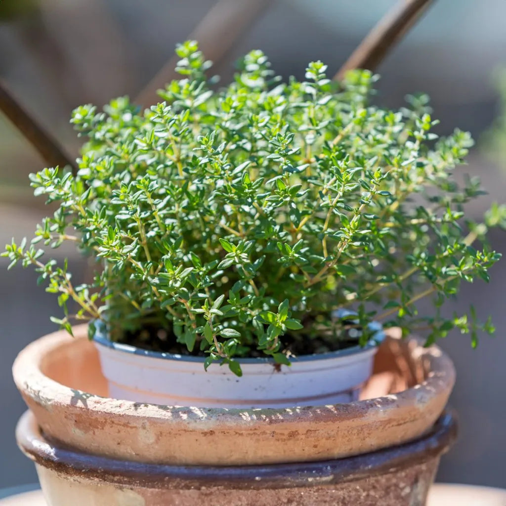 Thyme Thymus herb seeds