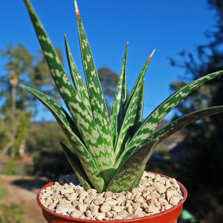 Green Aloe herb seeds
