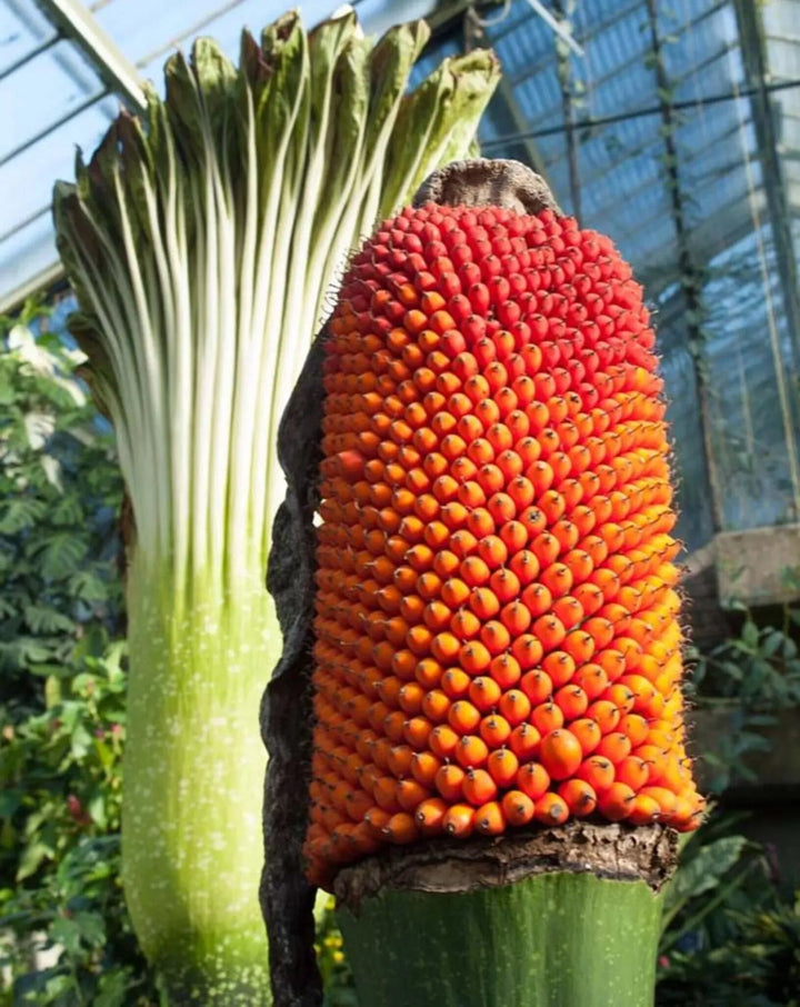 Corpse Flower Seeds Orange for Planting – Heirloom Non-GMO High Germination Seeds