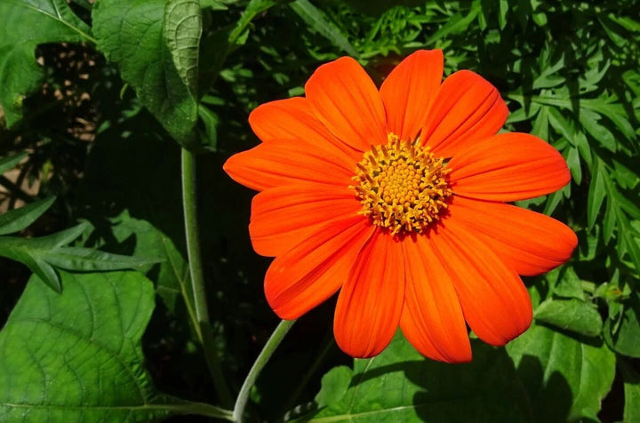 Oranger Tithonia Diversifolia Blumensamen – Alte Sorte, gentechnikfrei, keimstarke Bio-Samen